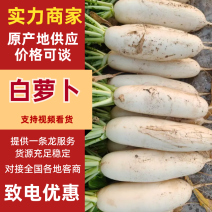 【热卖】白萝卜精品萝卜产地一手货源保质保量对接全国
