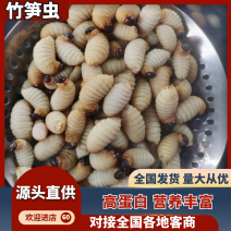 常年供应《竹笋虫》真空包装/量大有优惠/欢迎洽谈合作