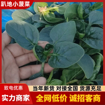 趴地菠菜精品菠菜产地直发货源充足对接全国市场