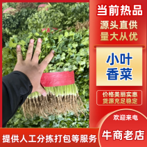 靓货一手货源山东小叶香菜整车对接全国发货新鲜一手货源热卖