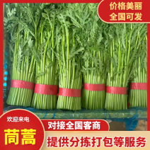 精品茼蒿，大量新鲜现货速发，保质保量欢迎选购