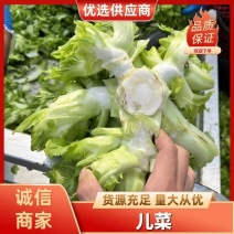 精品儿菜，大量精品新鲜现货速发，保质保量欢迎选购