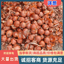 甘肃黄皮洋葱鲜嫩可口价格美丽质量好欢迎询价热卖可一件代发