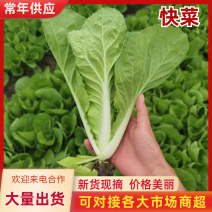 枝江精品快菜，大量精品新鲜现货速发，保质保量欢迎选购