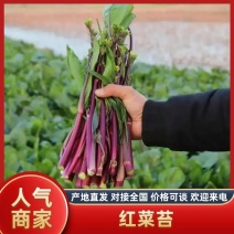 枝江精品红菜苔，大量精品新鲜现货速发，保质保量欢迎选购