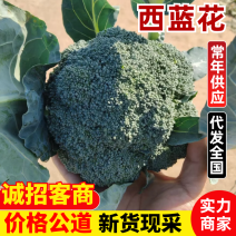 西兰花耐寒优秀西兰花产地直发保质保量对接全国市场