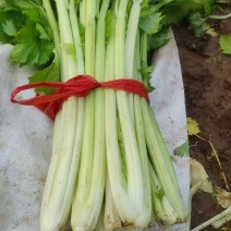 精品芹菜按需装车