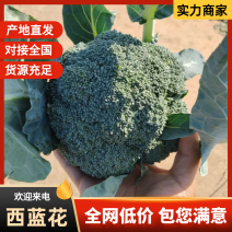 【精选】西蓝花江苏西兰花产地直发对接全国商超市场