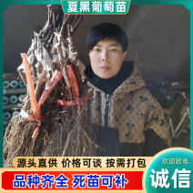 《夏黑葡萄苗》河北昌黎葡萄苗原产地/纯度保证/现挖现发