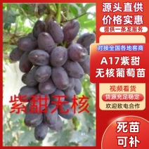 《紫甜无核葡萄苗》昌黎葡萄苗/a17葡萄苗/无核葡萄苗