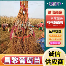 《昌黎葡萄苗》甬优/宝光/丛林玫瑰/葡之梦/现挖现发