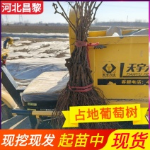 占地葡萄苗/当年生葡萄苗/2-5年生占地葡萄树/现挖现发