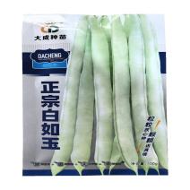 正宗白如玉芸豆种子中熟高产扁圆白芸豆种子