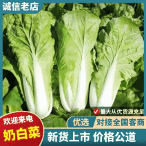 江苏奶白菜鲜嫩翠绿冷库打冷耐运输储存不失水现摘现发储存时间长