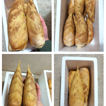 新鲜深山冬笋精品黄泥冬笋对接电商市场商超可视频