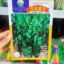 月丰黑马薄皮椒小皱皮辣椒种子抗病高产香辣口感好羊角椒种子