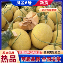 海南哈密瓜凤金6号哈密瓜基地一手货源可视频看货