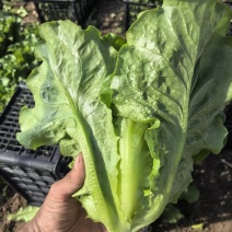 意大利生菜球生菜精品生菜大量接单供应全国现货
