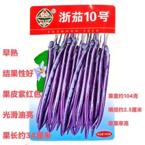 浙茄10号茄子种子杂交早熟杭茄长条线茄种子基地用种