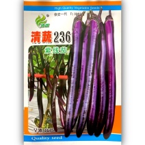 清蔬236紫线茄种子高产深紫色尖尾线茄种籽四季菜种子
