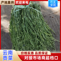 云南野菜特菜/贡菜精品贡菜/量大价优/欢迎咨询