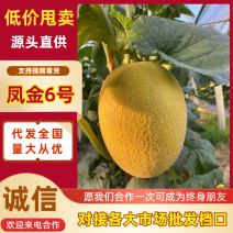 好货热卖凤金6号哈密瓜基地一手货源可视频全国发货