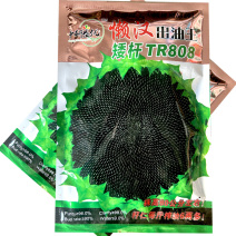 懒汉出油王油葵种子向日葵籽矮杆TR808基地型