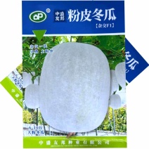 粉皮冬瓜种子杂交早熟上粉快肉厚肉质紧密抗病白皮大冬瓜种子