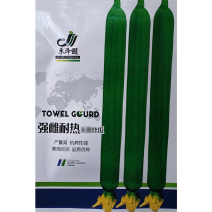 强雌耐热丝瓜种子荷兰引进高产抗病早熟特长丝瓜种籽春秋大棚