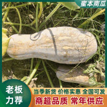 [牛]云南密本南瓜,口感香甜，新鲜上市，大量供应，欢迎咨询