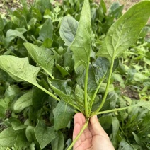【黑叶菠菜】山东菠菜/金乡县黑叶菠菜/坏了包赔价格便宜