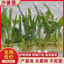 沙姜苗组培苗产量高，无姜病，不死苗对接全国客商