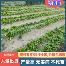 沙姜组培苗产地直发量大从优不死苗产量高可视频看货