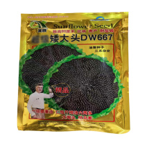 矮大头DW667油葵种子高产耐盐碱杂交油用向日葵种子