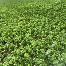 【免费提供种植技术】优质白术芽白术种苗成活率高品质好