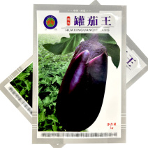 罐茄王紫罐茄种子大果型中早熟牛心茄抗病露地大棚种植