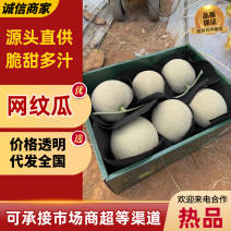 精品哈密瓜网纹瓜基地一手货源对接电商市场商超视频看货