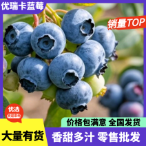 [牛]【全国可发】莒县精品优瑞卡蓝莓种植基地直发协助装车