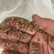 【美洲帘苗】蛤蜊苗福建养殖基地直供质量保证成活率高