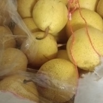 [牛]绥中白梨基地一手货源量大价优可视频看货