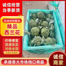 【优质推荐】西兰花湖北新鲜耐寒西蓝花量大质优支持视频看货