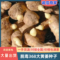 生姜种子高产脱毒368种子品种齐全包技术指导可回收