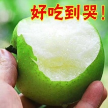 【砀山酥梨】老树脆甜多汁非秋月梨新鲜水果9斤代发