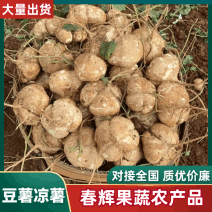 【精选豆薯】广东豆薯凉薯基地直供质量保证一手货源优