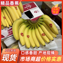国产香蕉，芭蕉进口精品香蕉菲律宾，常年供货，欢迎联系看货