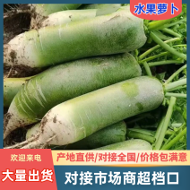 【推荐】山东水果萝卜大量上市中规格齐全代发全国