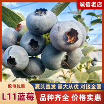 [牛]莒县精品L11蓝莓香甜可口种植基地直发对接商超档口