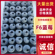 【特级F6】山东优质蓝莓各种品类质量保障欢迎电联！
