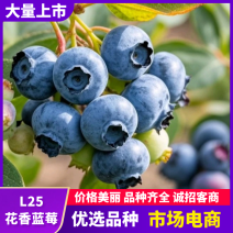 山东日照L25蓝莓多嫩爆汁产地直出大量上市欢迎选购