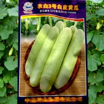农白3号黄瓜种子春秋白皮减脂黄瓜种子雌花率高丰产甜脆蔬